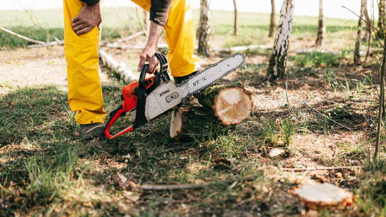 Best Emergency Storm Tree Removal  in USA